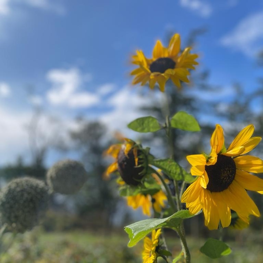 Meet your Posher, Tala